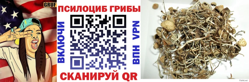 Галлюциногенные грибы Psilocybine cubensis  Кувандык 